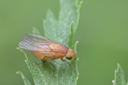 Réf. 293 942 : Sapromyzosoma quadricincta